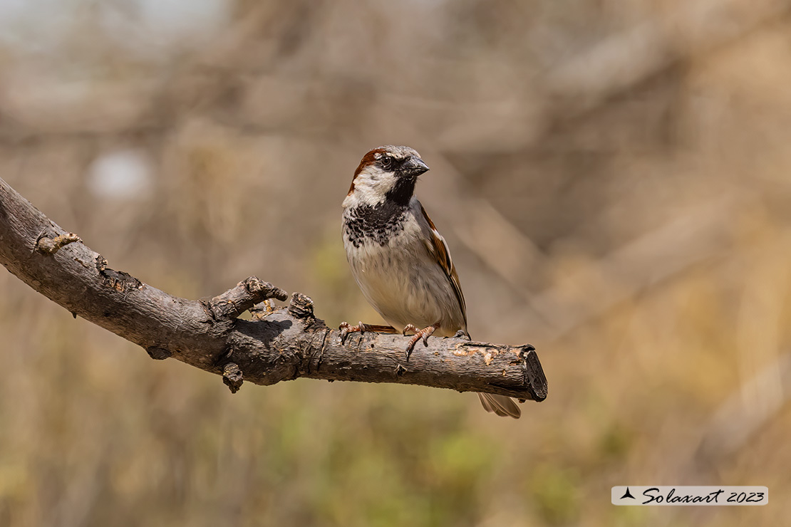 Passer domesticus - Passera europea - House sparrow