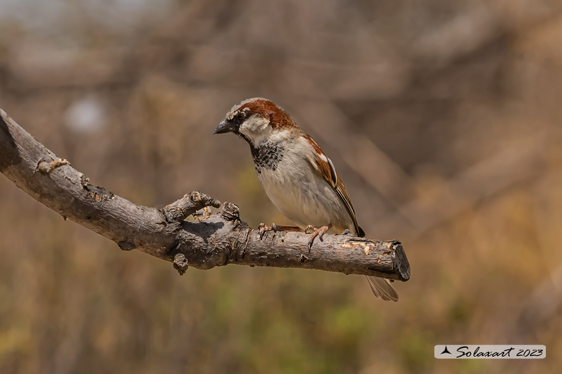 Passer domesticus - Passera europea - House sparrow