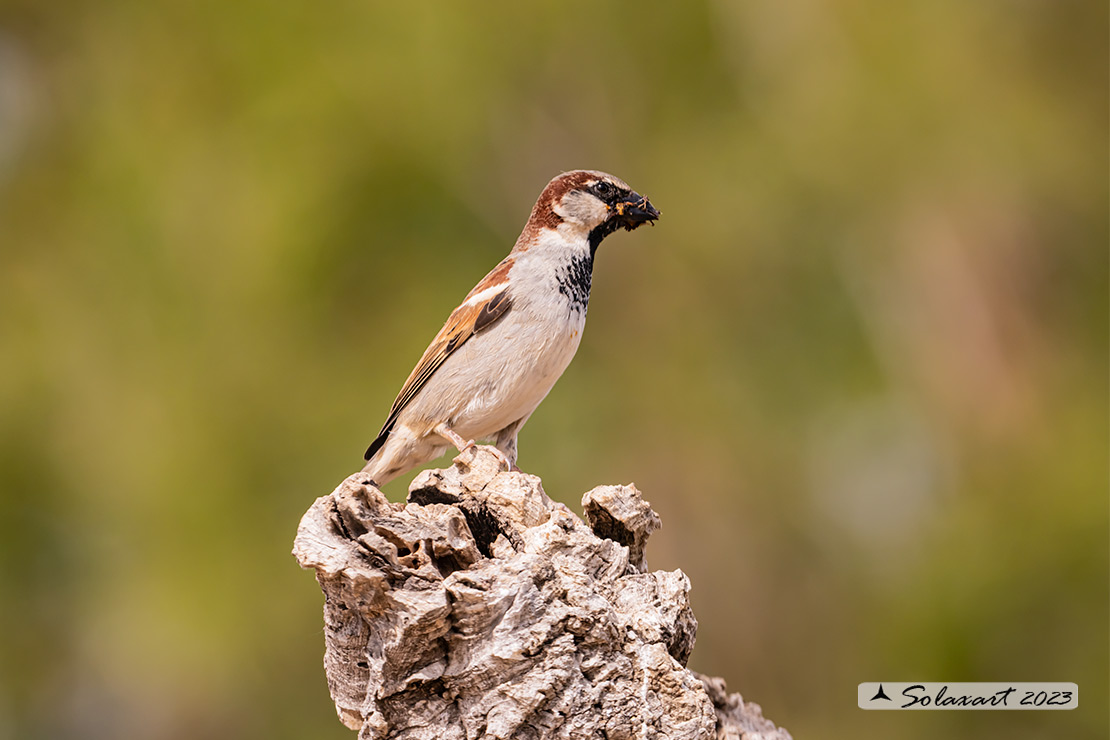 Passer domesticus - Passera europea - House sparrow