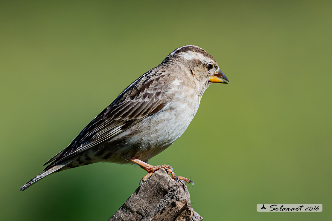 Petronia petronia: Passera lagia; Rock sparrow