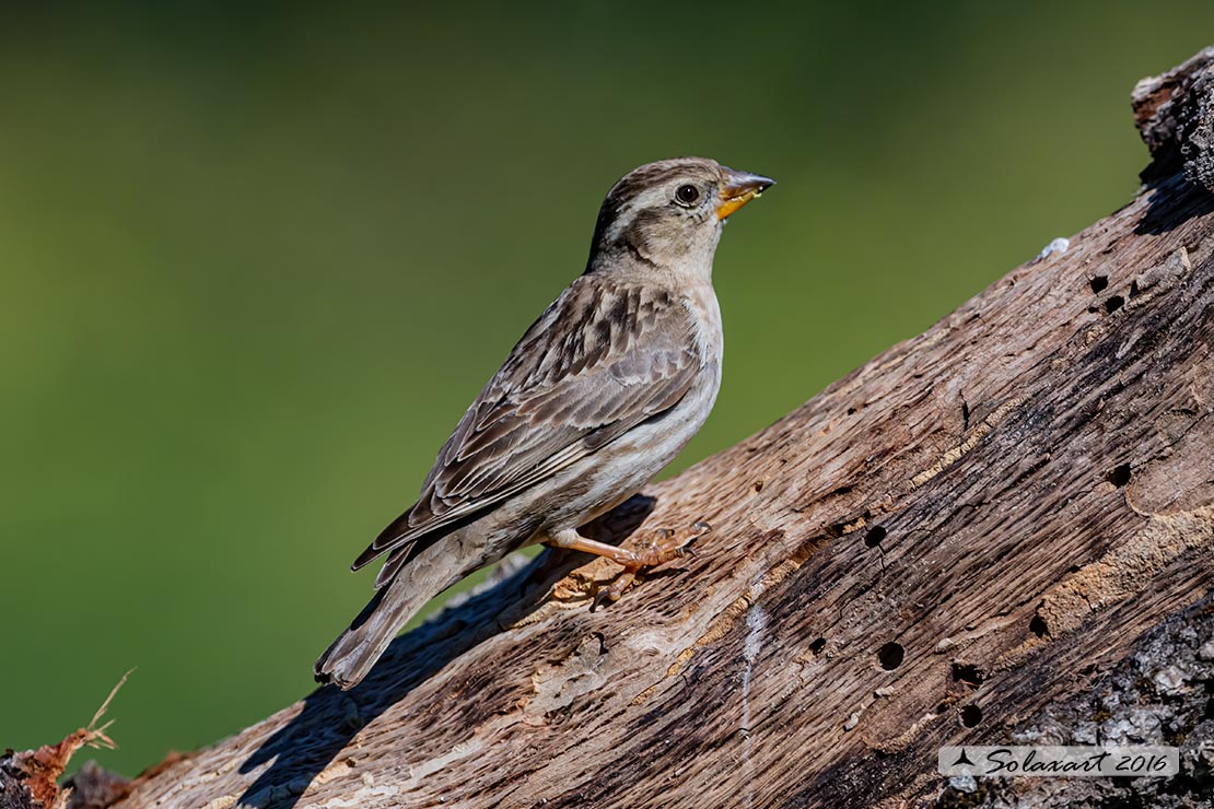 Petronia petronia: Passera lagia; Rock sparrow
