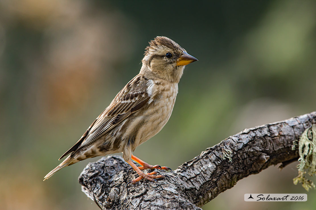 Petronia petronia: Passera lagia; Rock sparrow