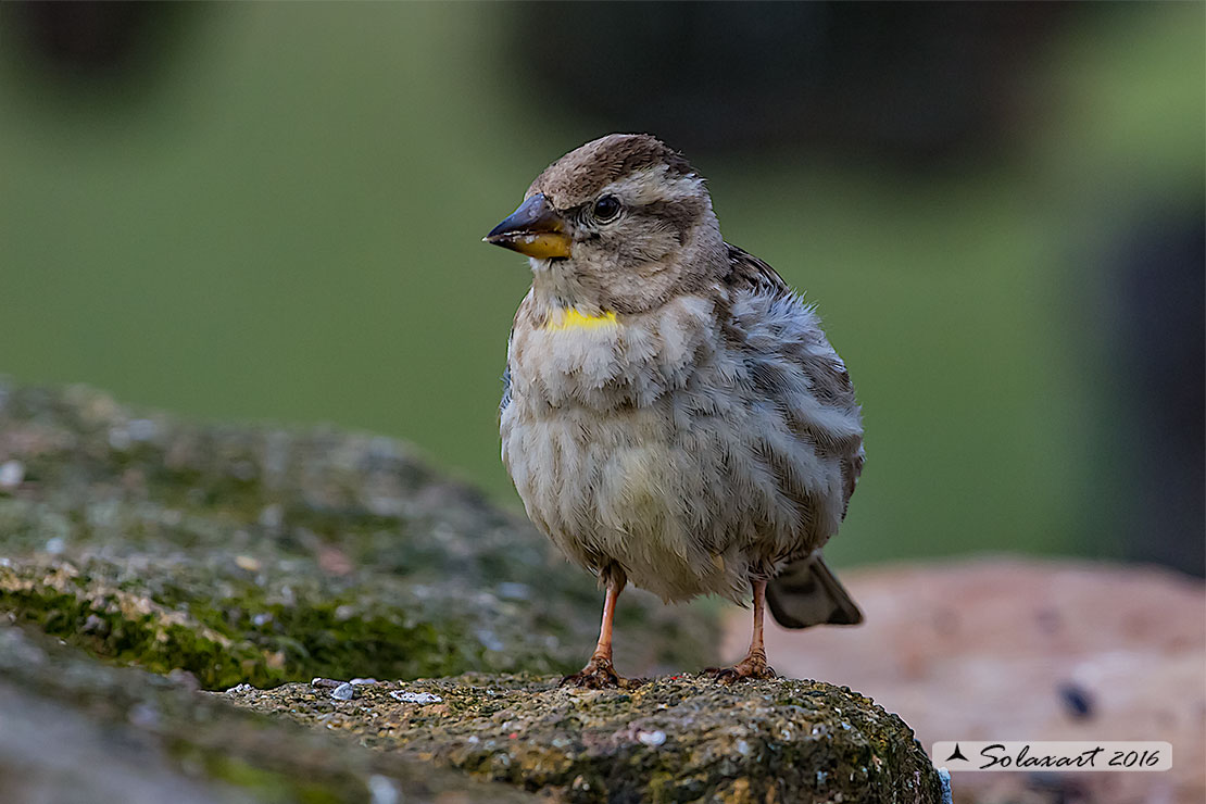 Petronia petronia: Passera lagia; Rock sparrow