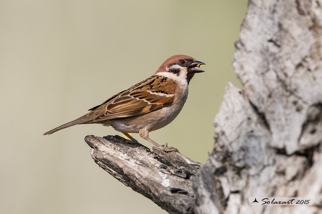 Passer montanus: Passera mattugia (maschio); Eurasian tree sparrow (male)