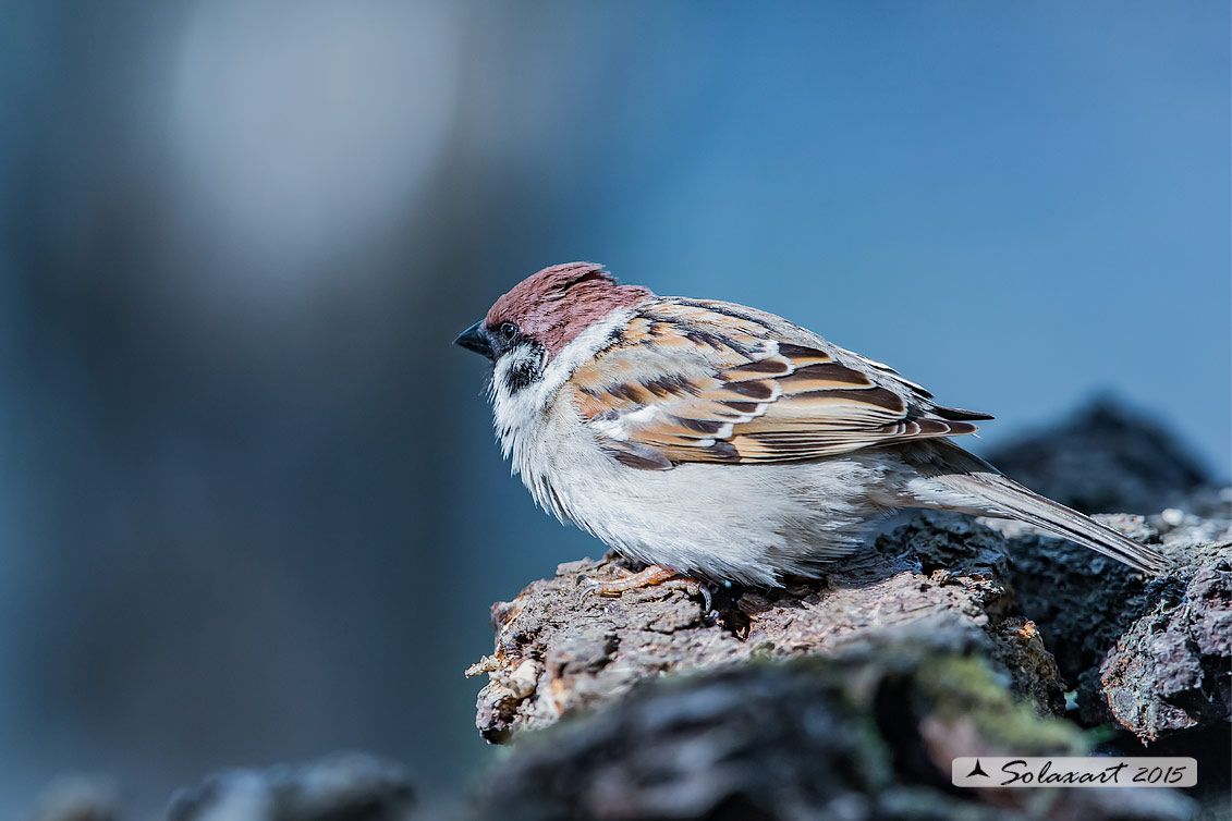 Passer montanus: Passera mattugia (maschio); Eurasian tree sparrow (male)