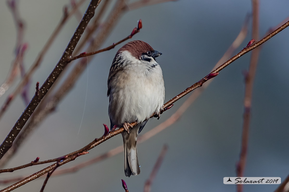 Passer montanus: Passera mattugia (maschio); Eurasian tree sparrow (male)