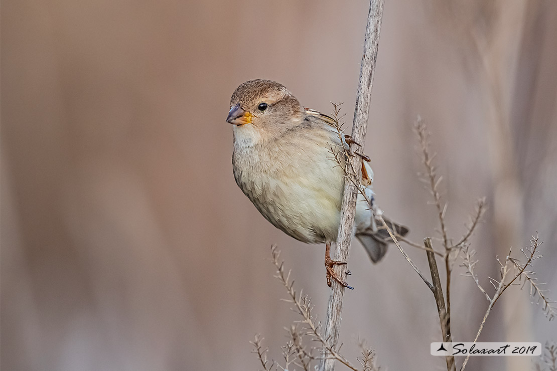 Passer hispaniolensis - Passera sarda - Spanish Sparrow