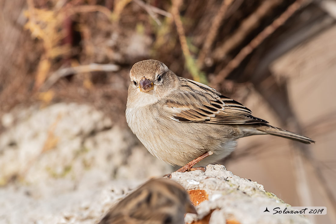 Passer hispaniolensis - Passera sarda - Spanish Sparrow