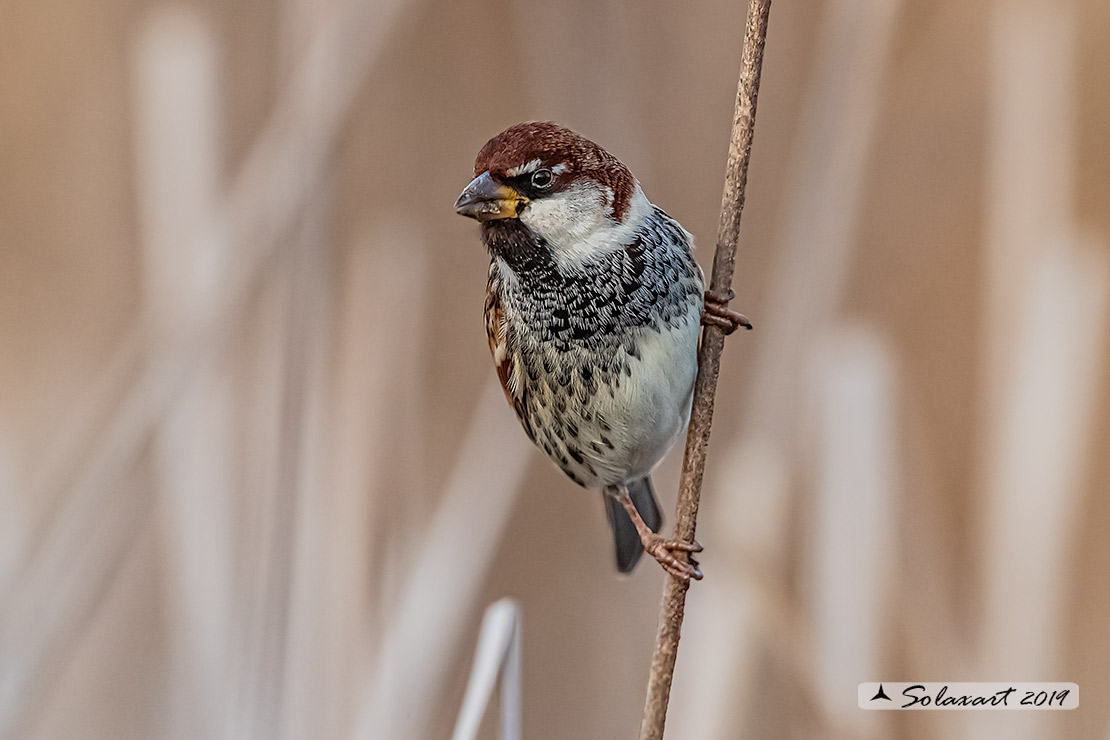 Passer hispaniolensis - Passera sarda - Spanish Sparrow