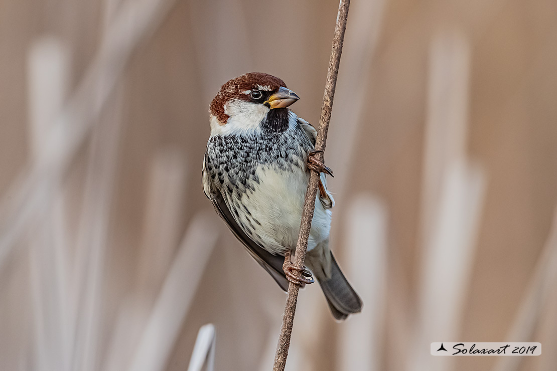 Passer hispaniolensis - Passera sarda - Spanish Sparrow