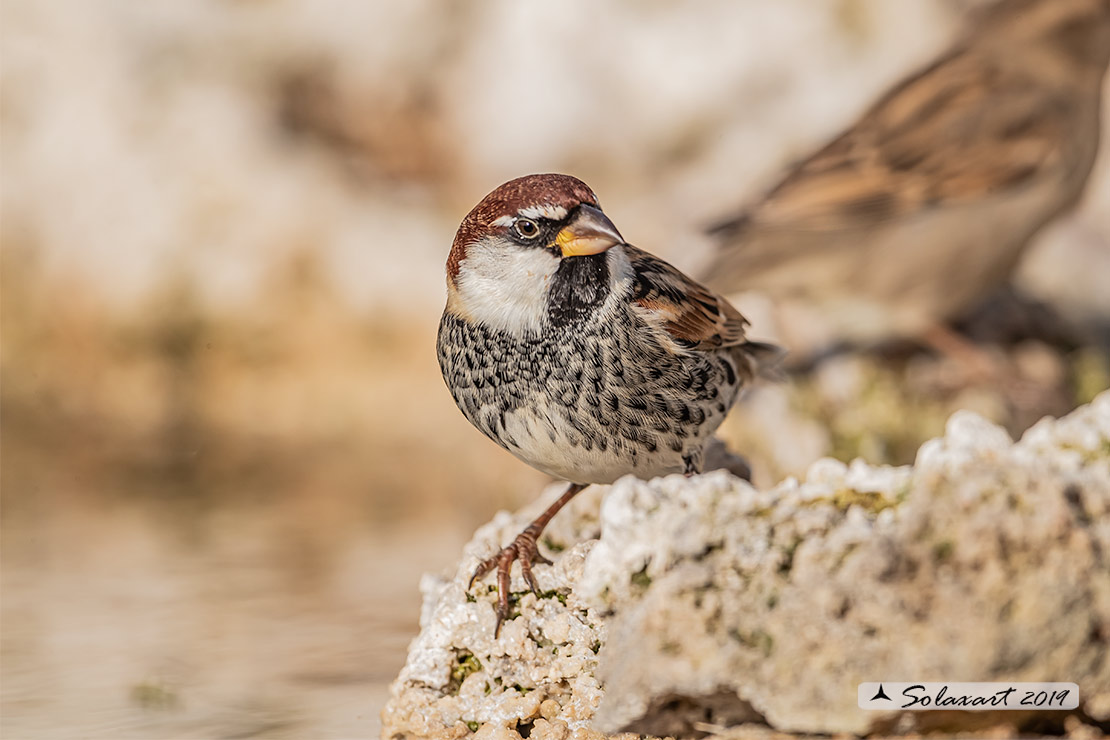 Passer hispaniolensis - Passera sarda - Spanish Sparrow