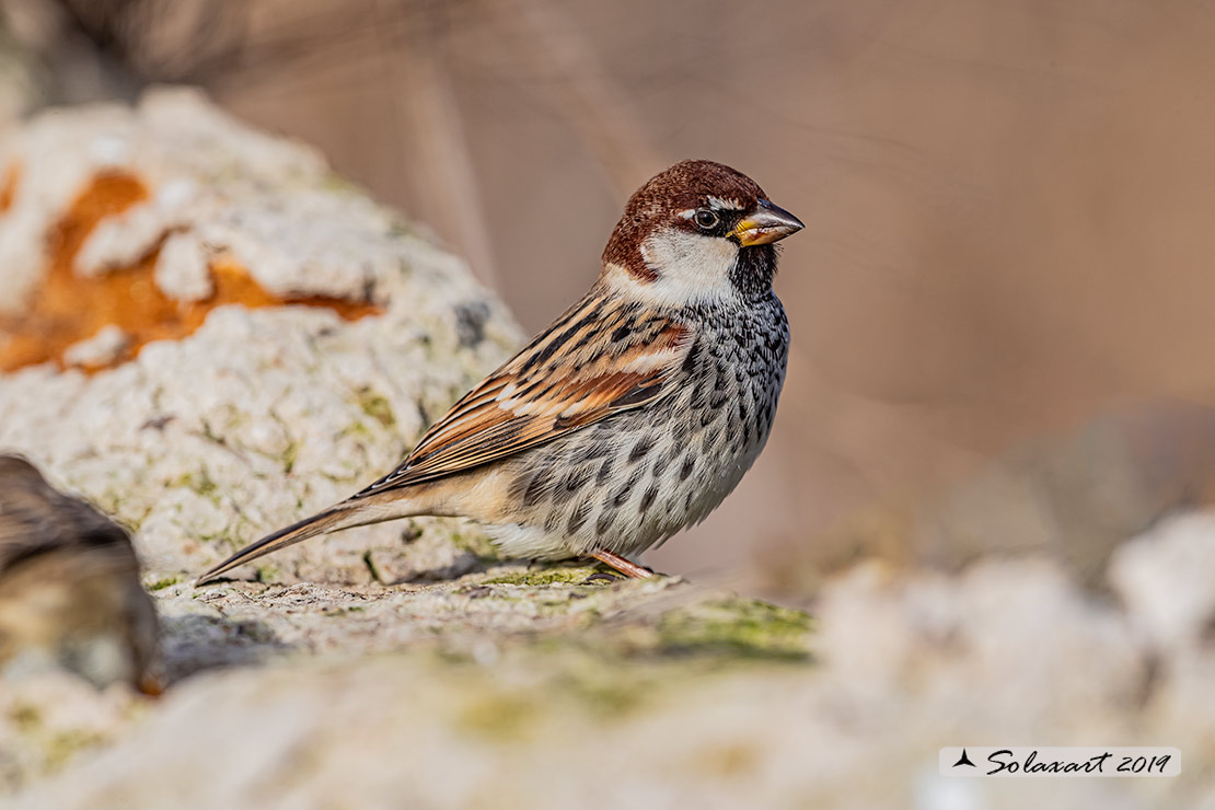Passer hispaniolensis - Passera sarda - Spanish Sparrow