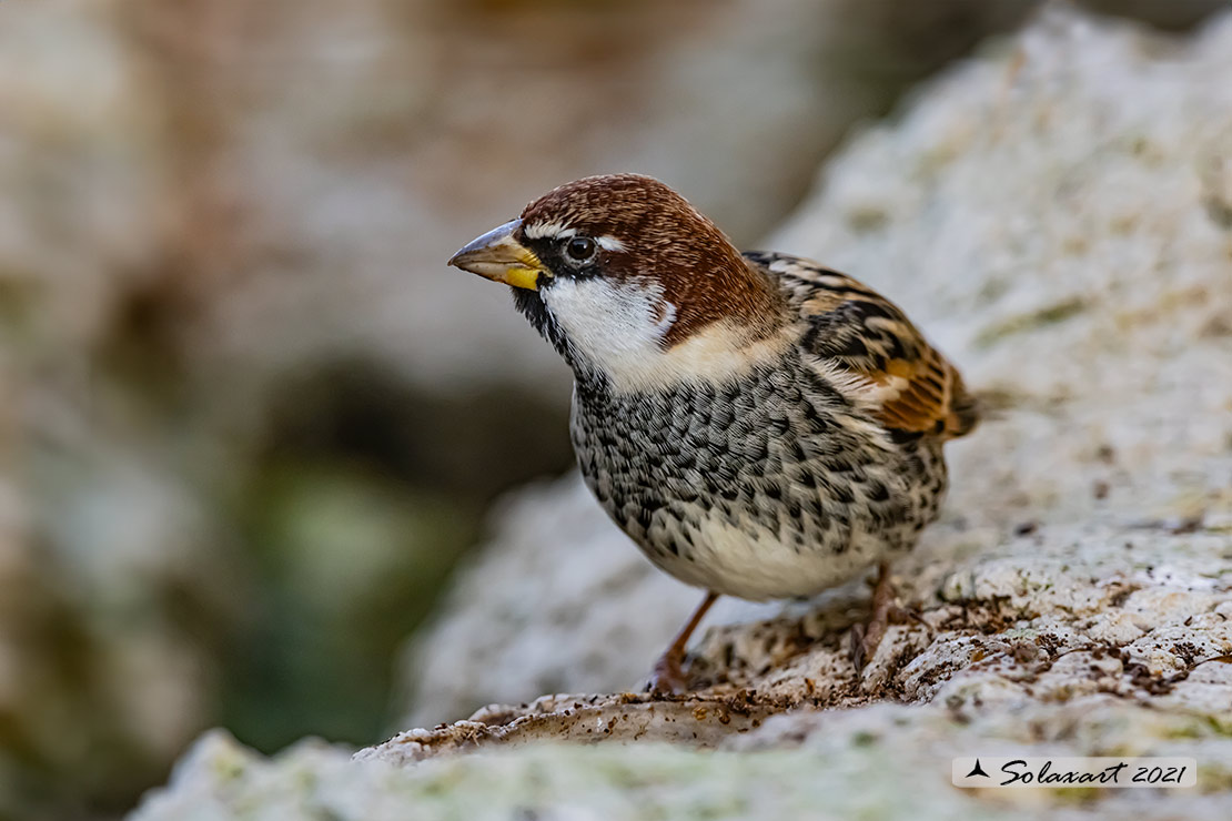 Passer hispaniolensis - Passera sarda - Spanish Sparrow