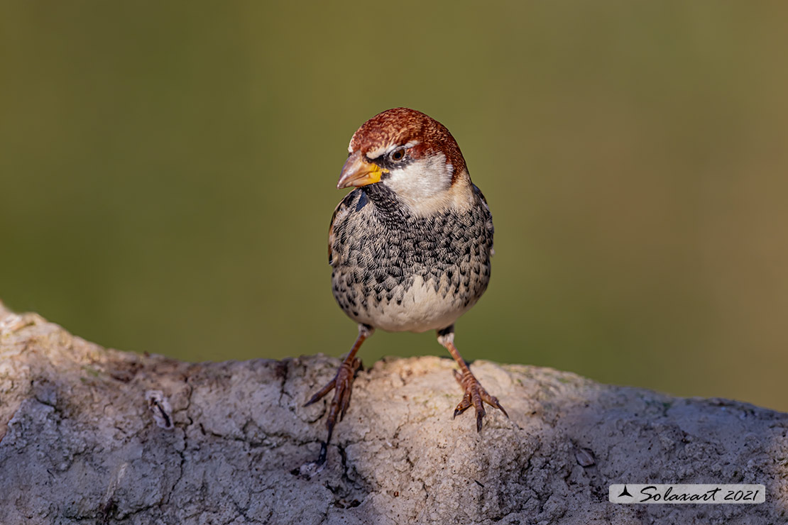 Passer hispaniolensis - Passera sarda - Spanish Sparrow