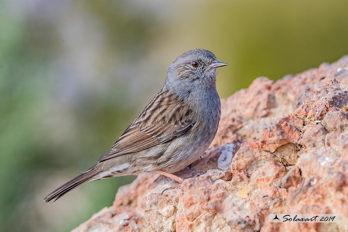 Passera scopaiola ( Prunella modularis)