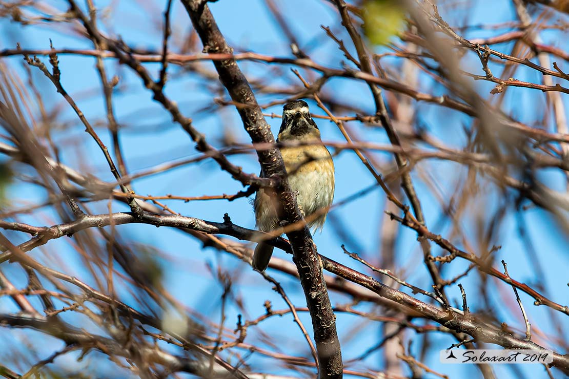 Prunella atrogularis: Passera scopaiola golanera; Black-throated accentor