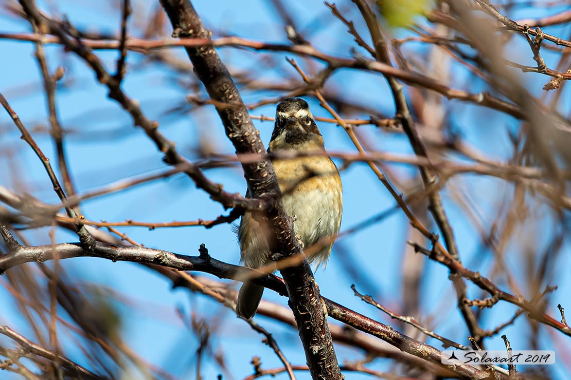 Prunella atrogularis: Passera scopaiola golanera; Black-throated accentor