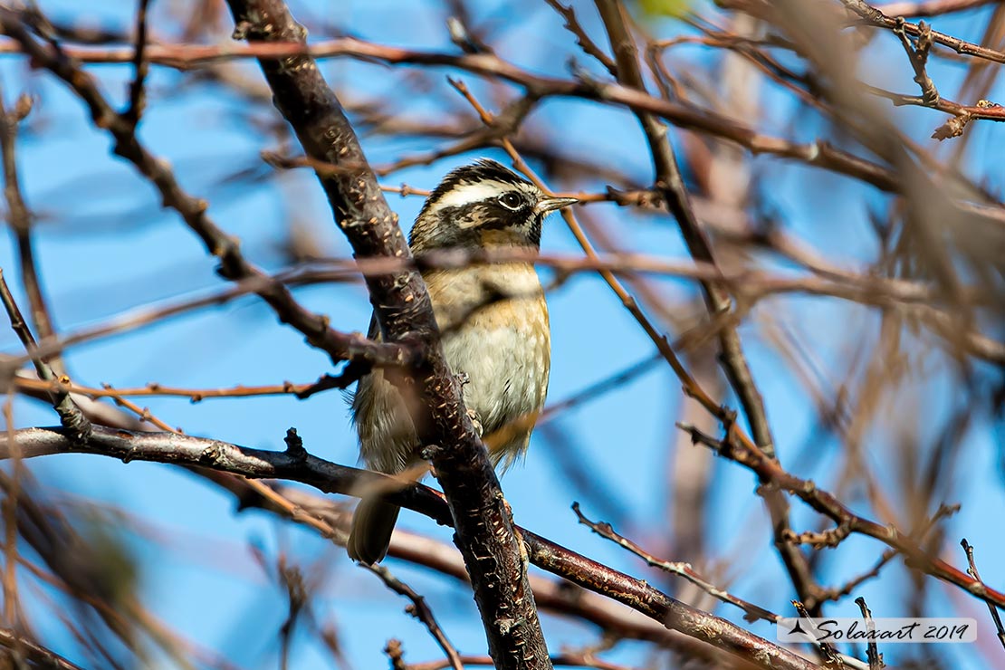 Prunella atrogularis: Passera scopaiola golanera; Black-throated accentor