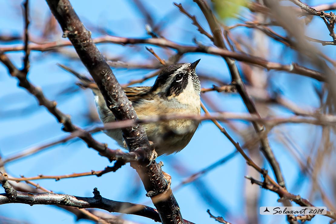 Prunella atrogularis: Passera scopaiola golanera; Black-throated accentor