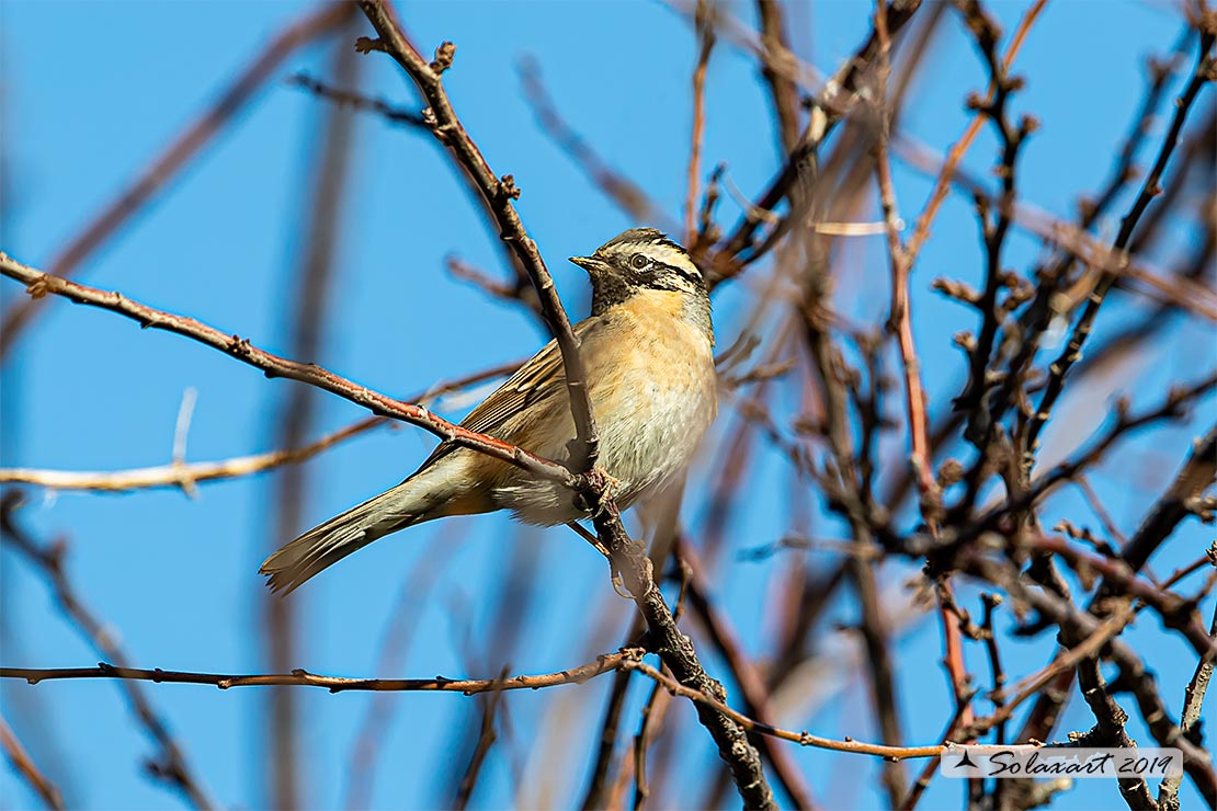 Prunella atrogularis: Passera scopaiola golanera; Black-throated accentor