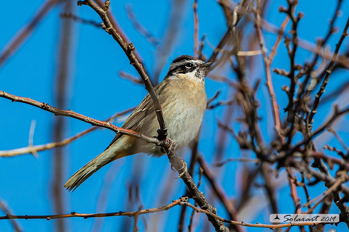Prunella atrogularis: Passera scopaiola golanera; Black-throated accentor