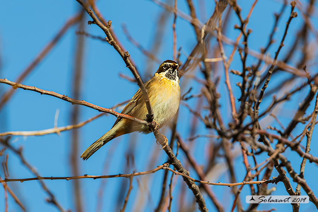 Prunella atrogularis: Passera scopaiola golanera; Black-throated accentor