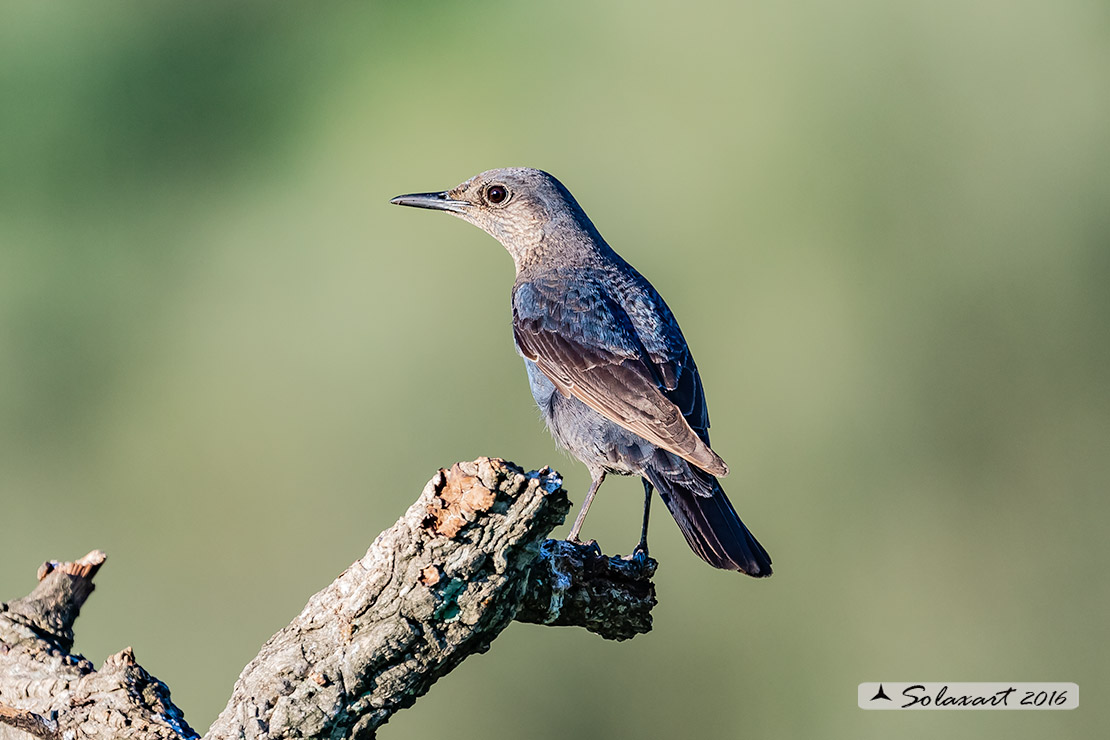 Monticola solitarius: Passero solitario (femmina) ; Blue rock thrush (female)