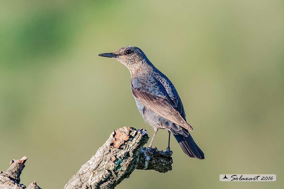 Monticola solitarius: Passero solitario (femmina) ; Blue rock thrush (female)