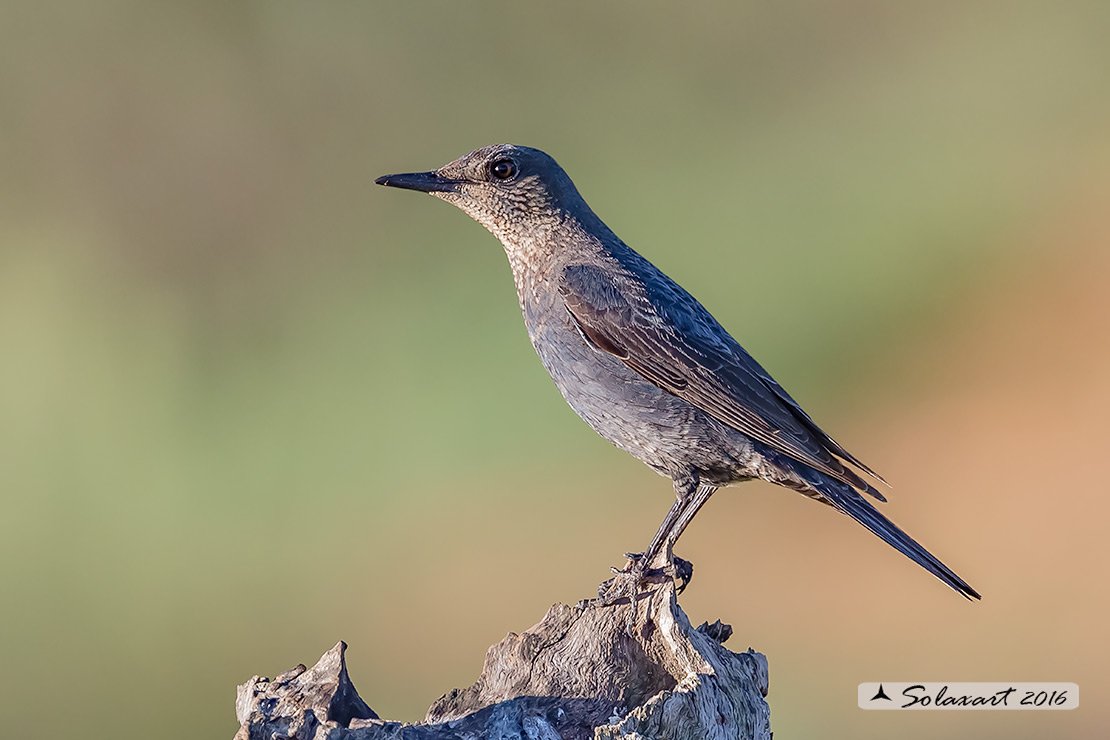 Monticola solitarius :  Passero solitario (femmina) ;  Blue rock thrush (female)
