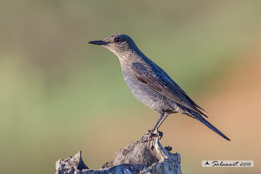 Monticola solitarius: Passero solitario (femmina) ; Blue rock thrush (female)