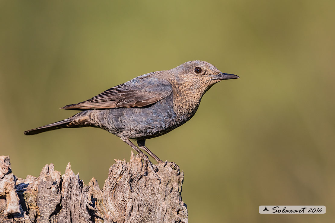 Monticola solitarius: Passero solitario (femmina) ; Blue rock thrush (female)