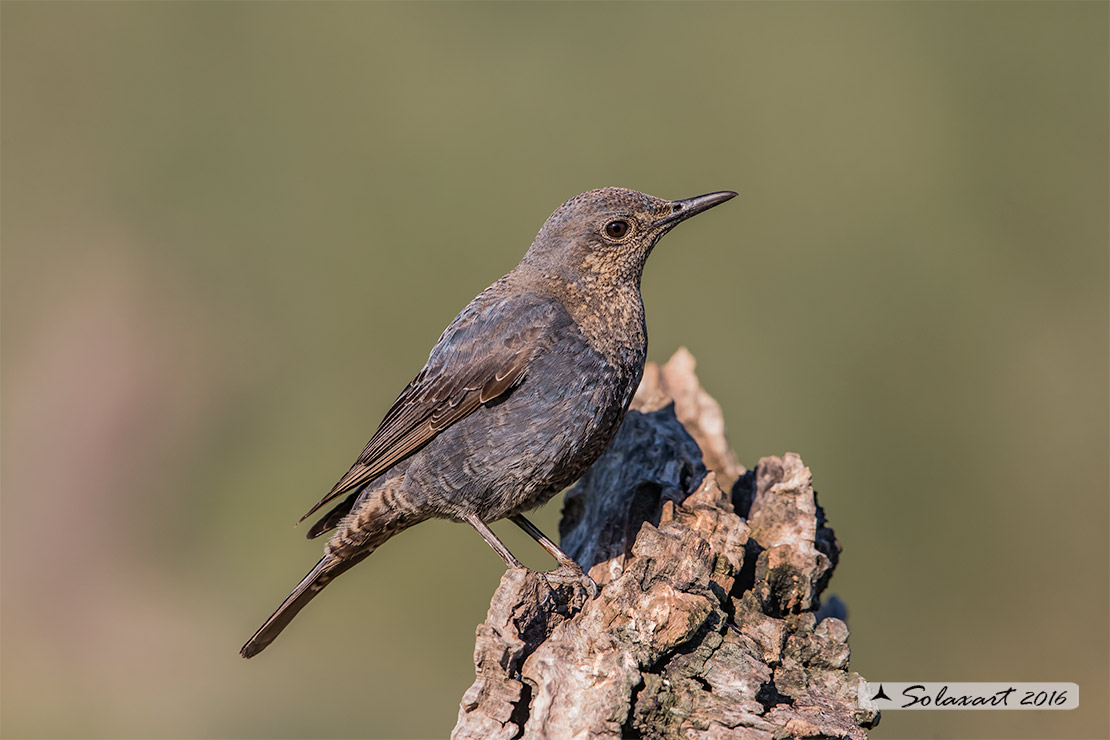 Monticola solitarius: Passero solitario (femmina) ; Blue rock thrush (female)