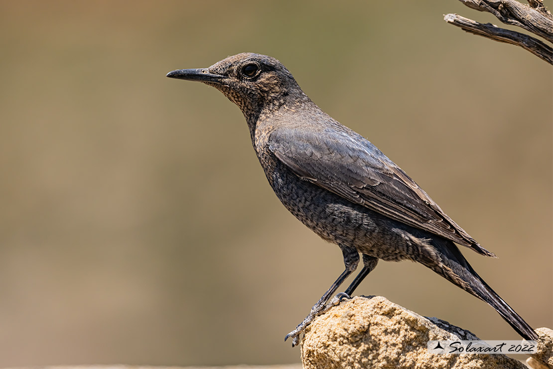 Monticola solitarius: Passero solitario (femmina) ; Blue rock thrush (female)