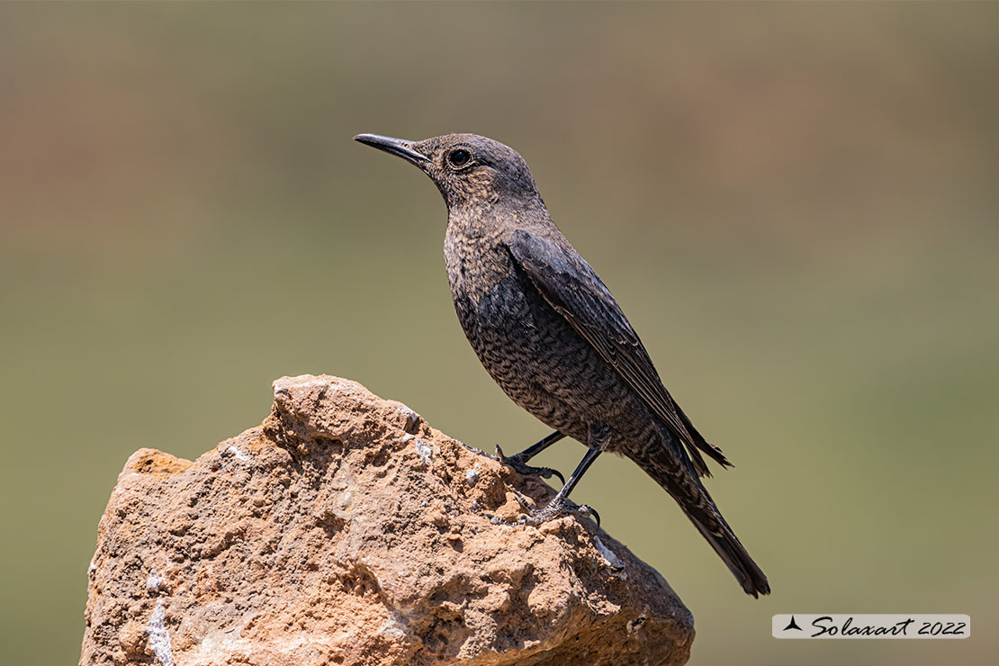 Monticola solitarius: Passero solitario (femmina) ; Blue rock thrush (female)