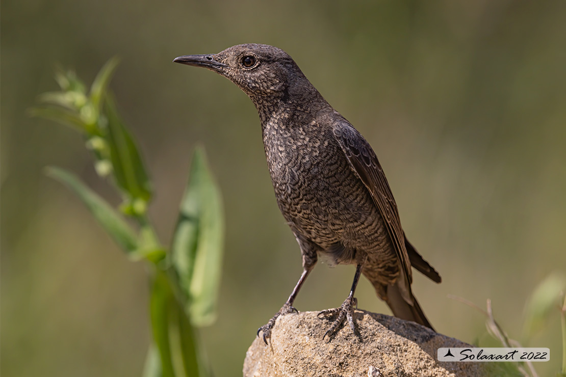Monticola solitarius: Passero solitario (femmina) ; Blue rock thrush (female)
