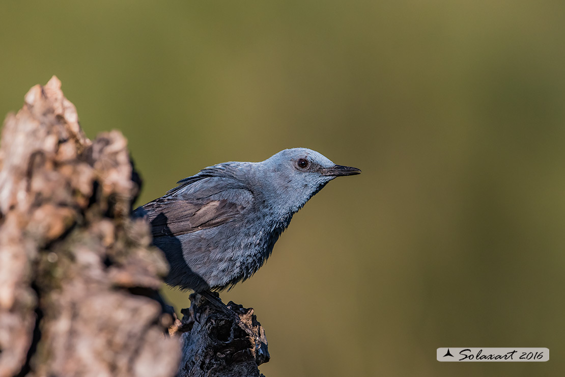 Monticola solitarius: Passero solitario (maschio) ; Blue rock thrush (male)