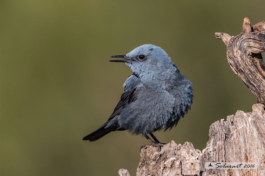 Monticola solitarius : Passero solitario (maschio) ; Blue rock thrush (male)