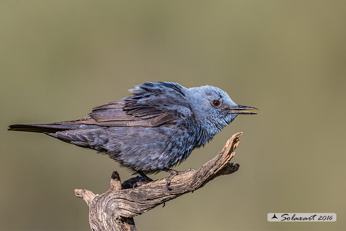 Monticola solitarius : Passero solitario (maschio) ; Blue rock thrush (male)