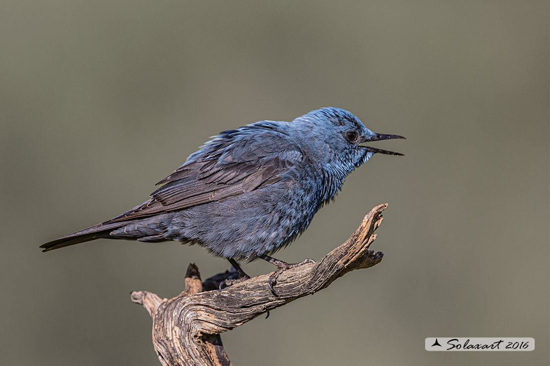 Monticola solitarius : Passero solitario (maschio) ; Blue rock thrush (male)
