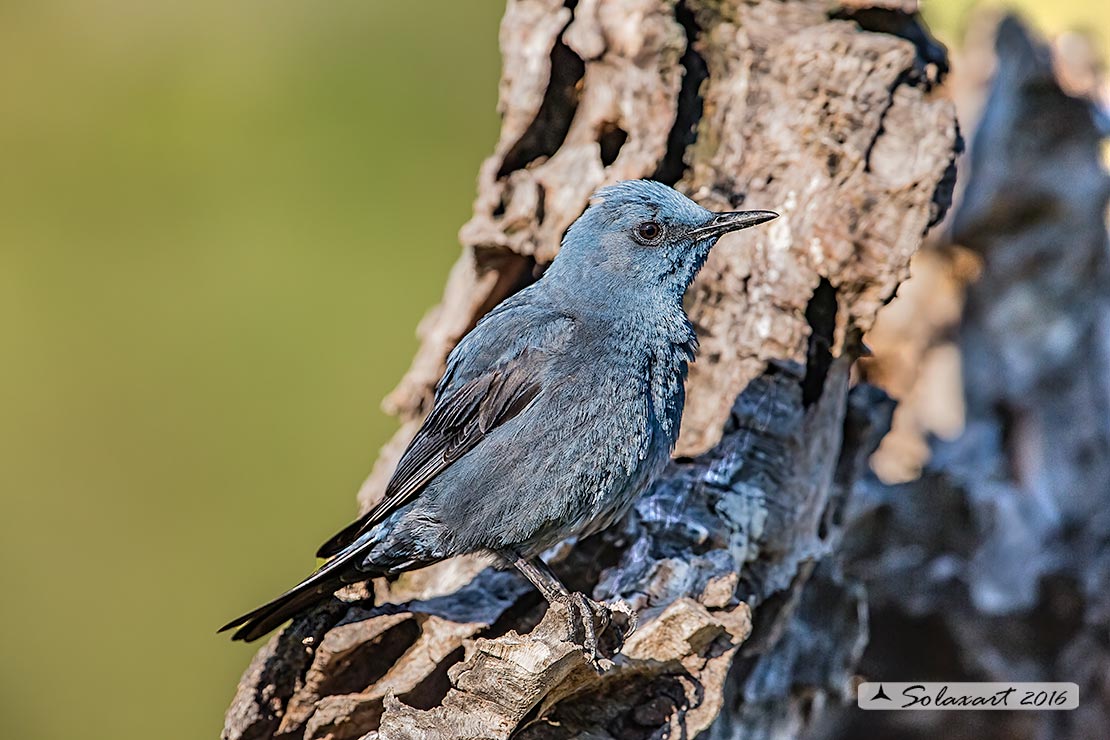 Monticola solitarius : Passero solitario (maschio) ; Blue rock thrush (male)