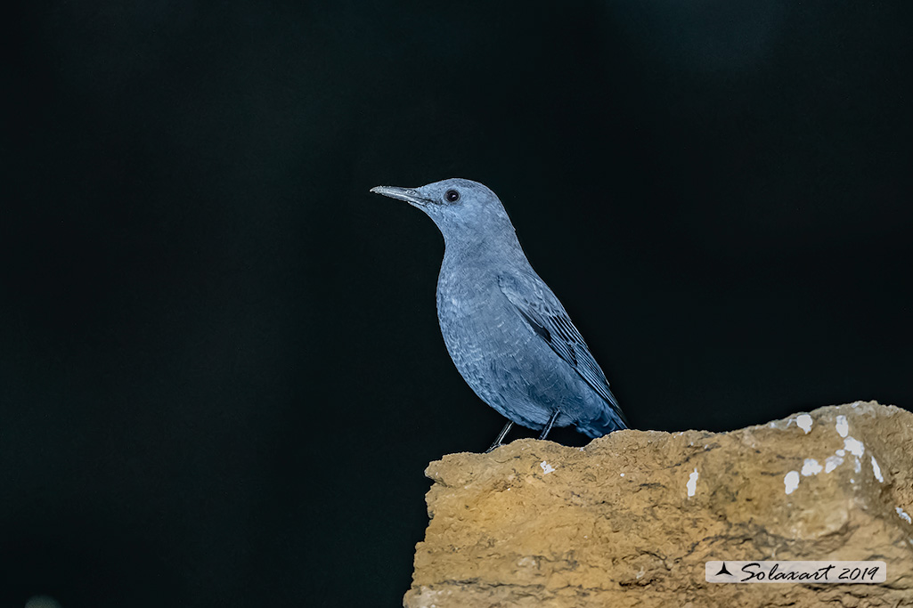 Monticola solitarius :  Passero solitario (maschio) ;  Blue rock thrush (male)