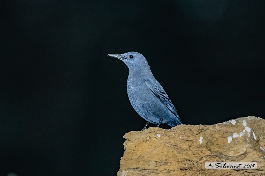 Monticola solitarius: Passero solitario (maschio) ; Blue rock thrush (male)