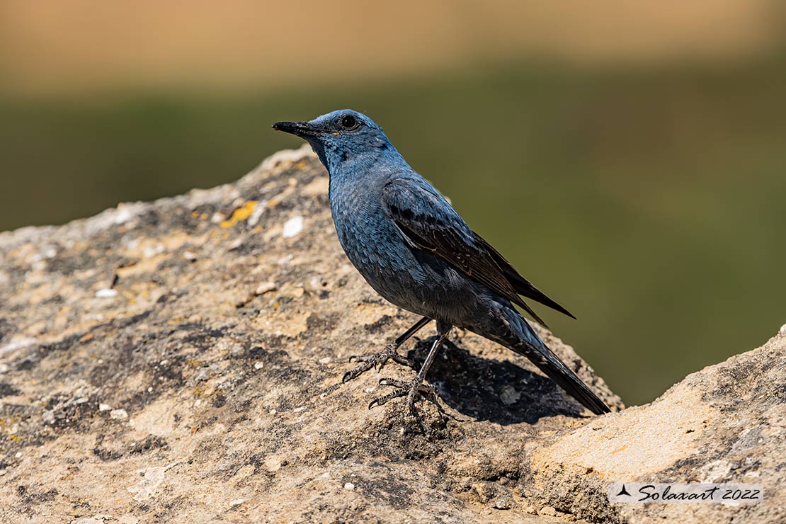 Monticola solitarius: Passero solitario (maschio) ; Blue rock thrush (male)