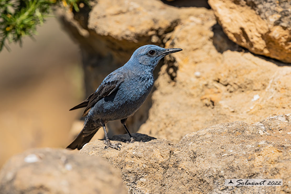 Monticola solitarius: Passero solitario (maschio) ; Blue rock thrush (male)