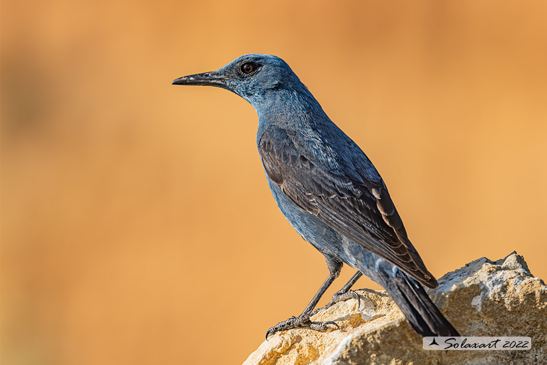 Monticola solitarius: Passero solitario (maschio) ; Blue rock thrush (male)