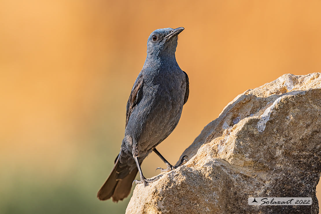 Monticola solitarius: Passero solitario (maschio) ; Blue rock thrush (male)