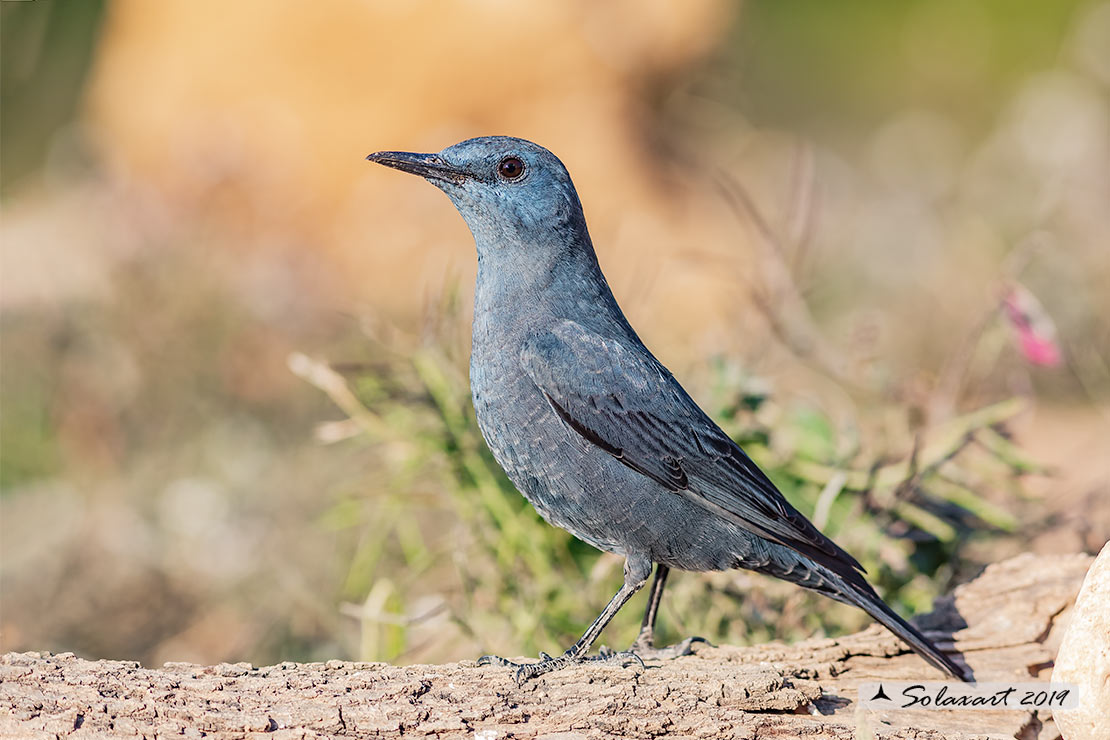 Monticola solitarius: Passero solitario (maschio) ; Blue rock thrush (male)