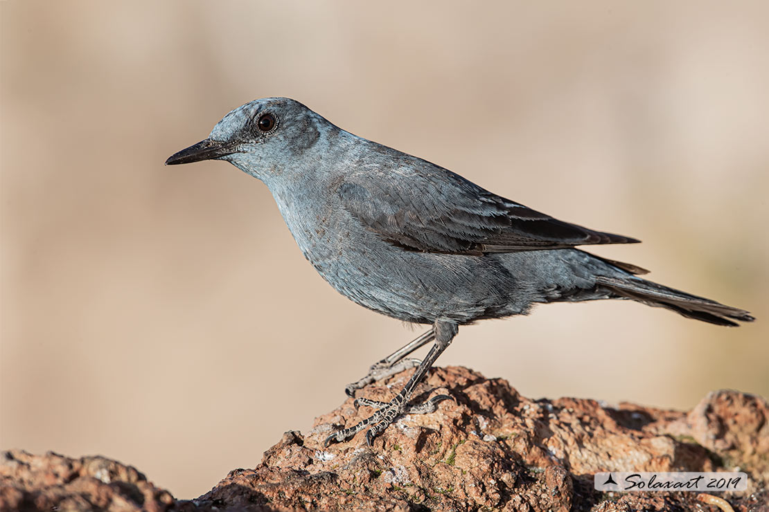 Monticola solitarius: Passero solitario (maschio) ; Blue rock thrush (male)