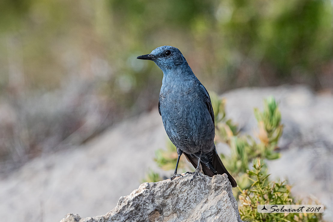 Monticola solitarius: Passero solitario (maschio) ; Blue rock thrush (male)