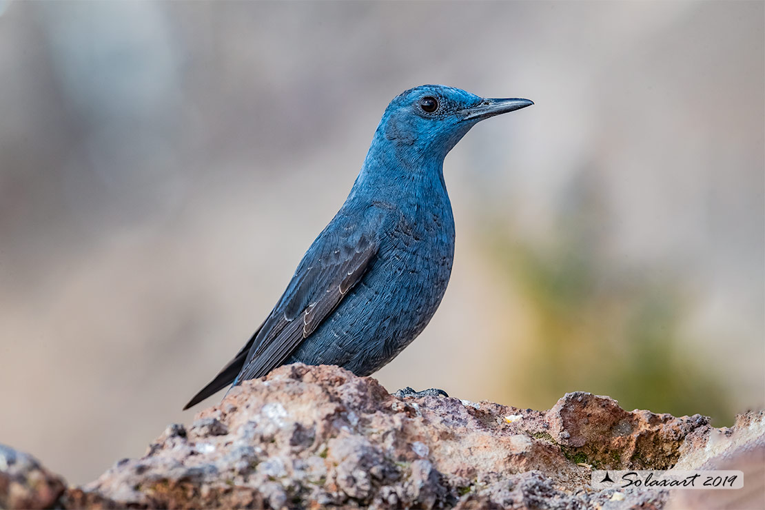 Monticola solitarius: Passero solitario (maschio) ; Blue rock thrush (male)